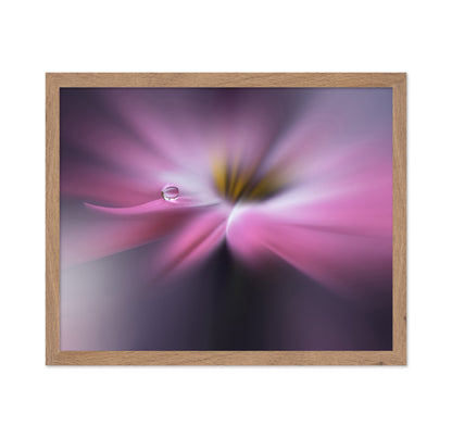 Orchid Echo