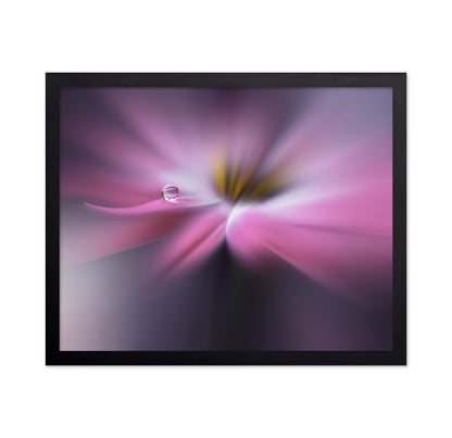 Orchid Echo