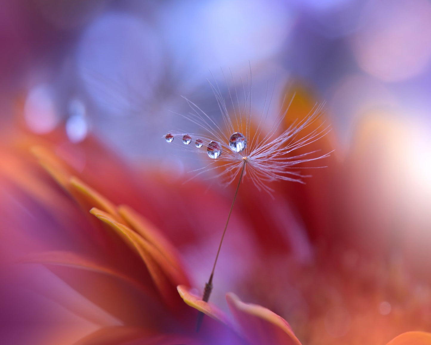 Dance in the Light