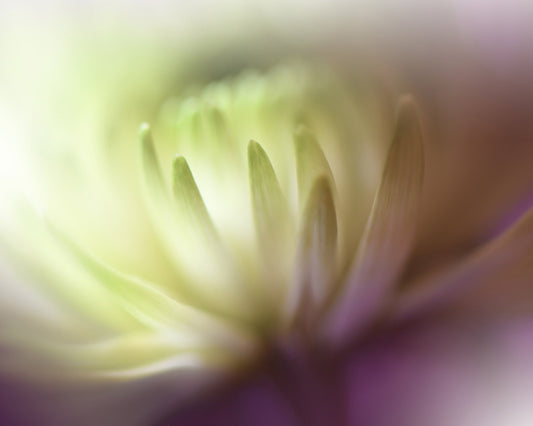 Chrysanthemum Dream