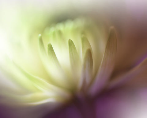 Chrysanthemum Dream