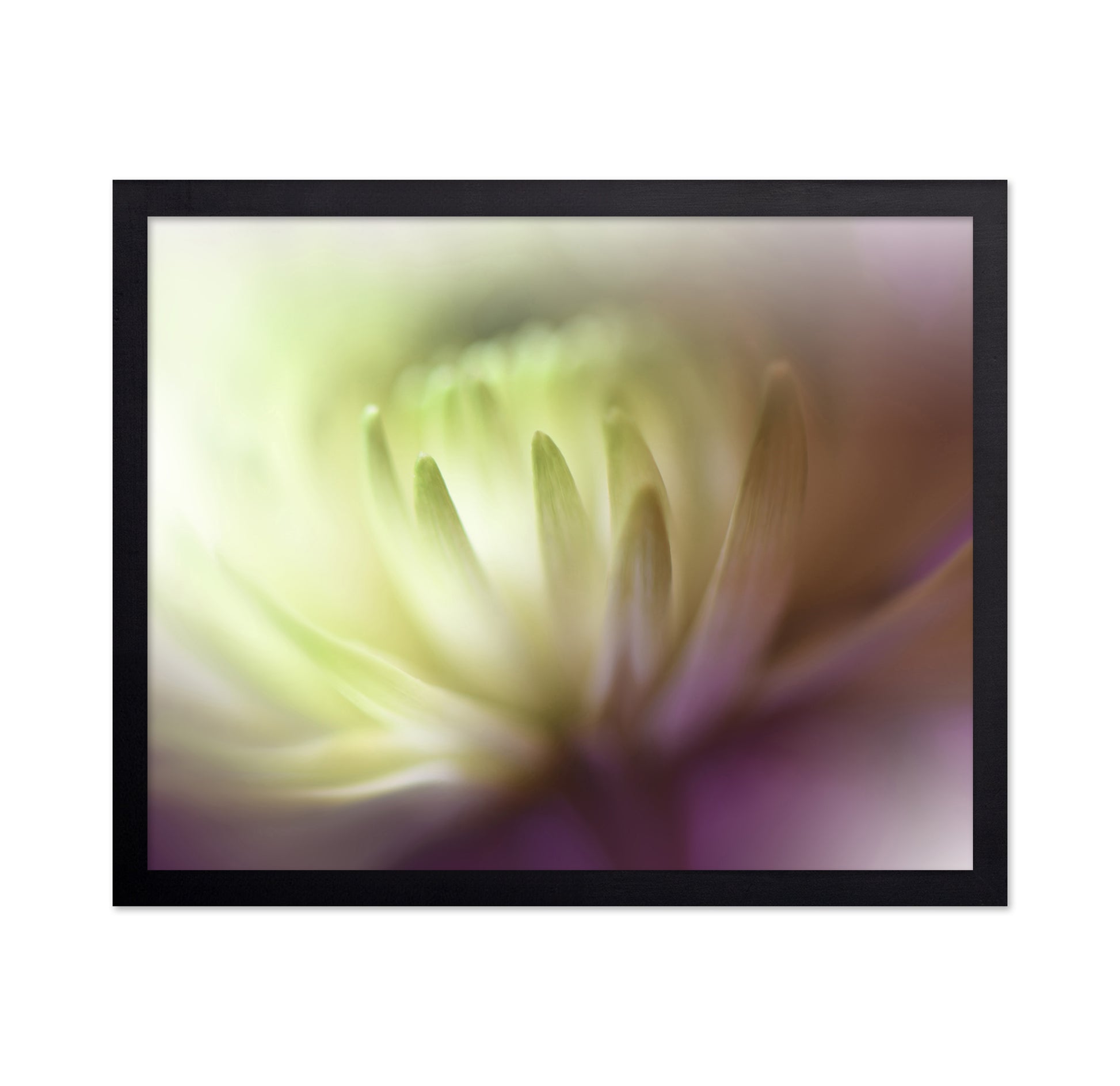 Chrysanthemum Dream