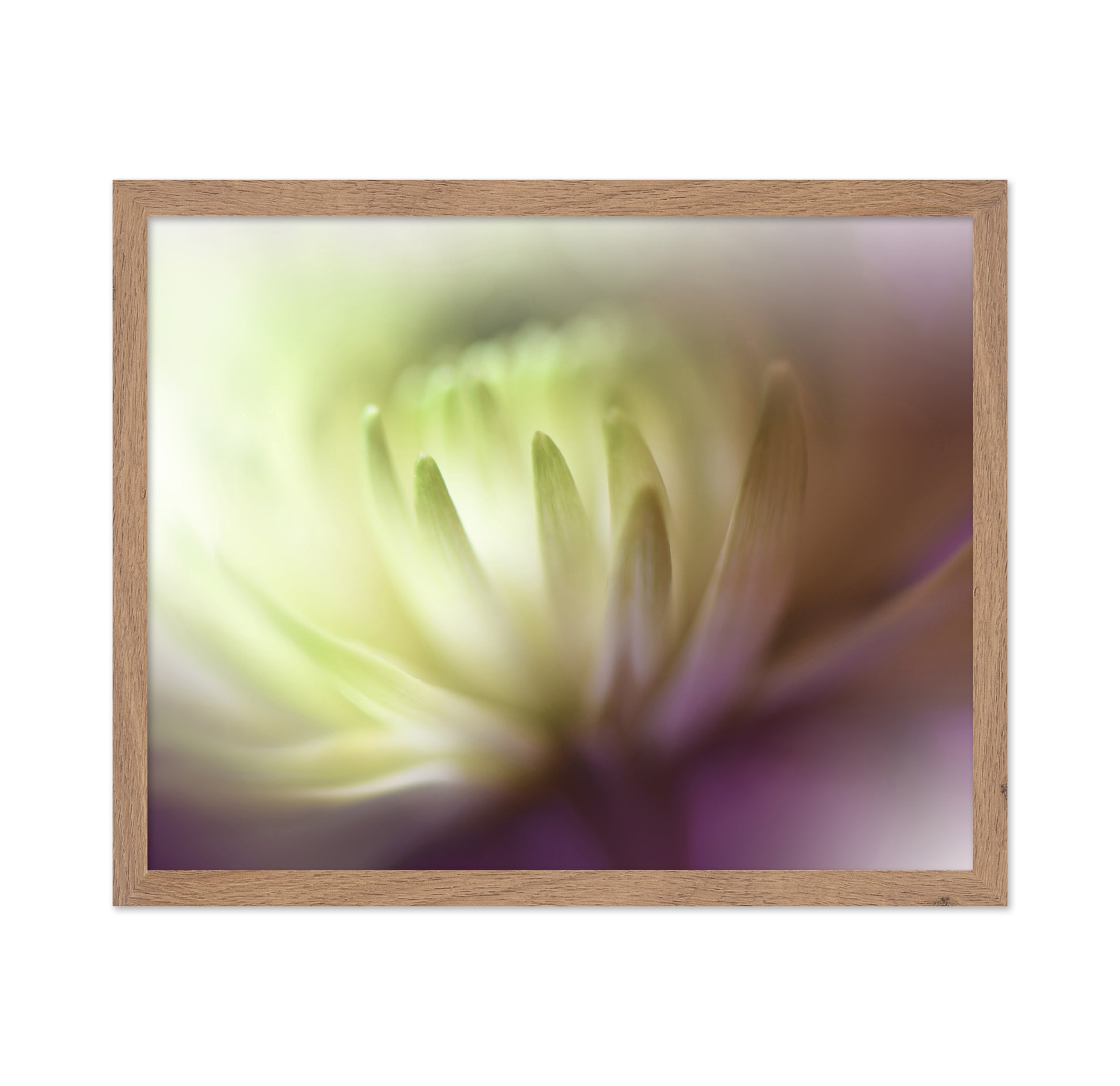 Chrysanthemum Dream
