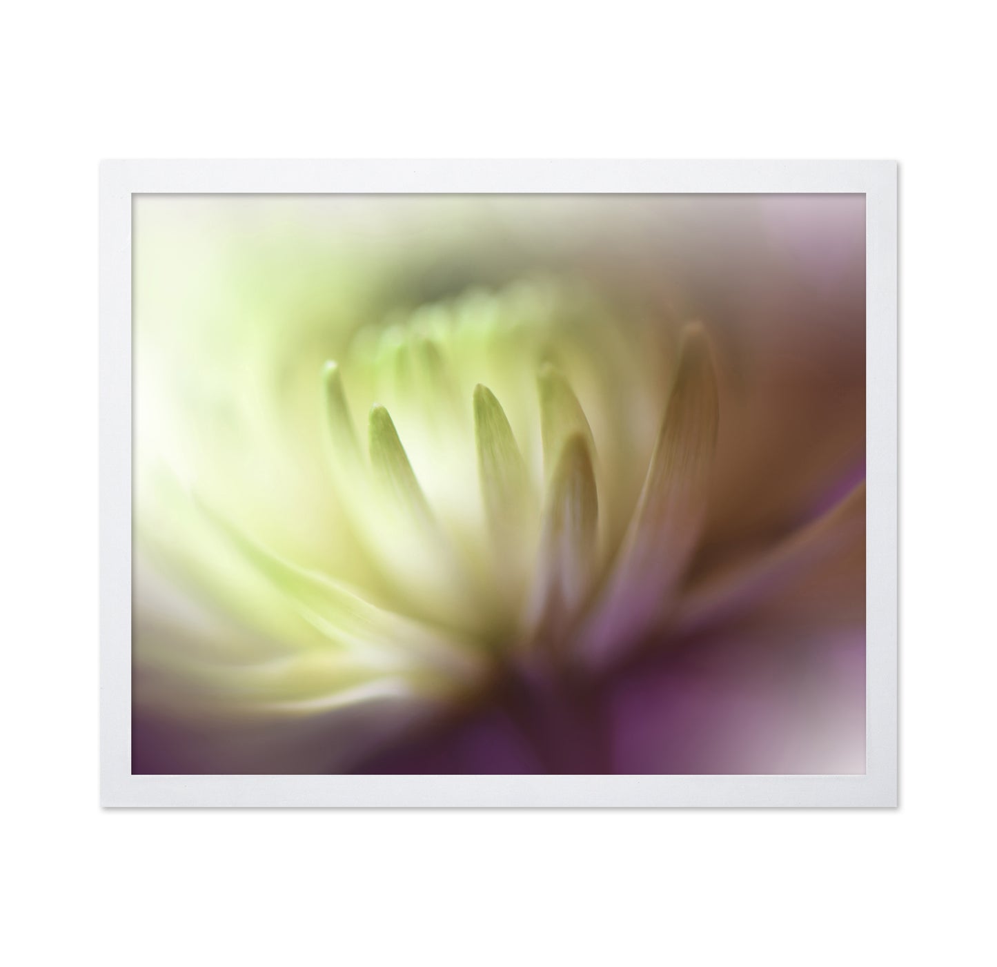 Chrysanthemum Dream