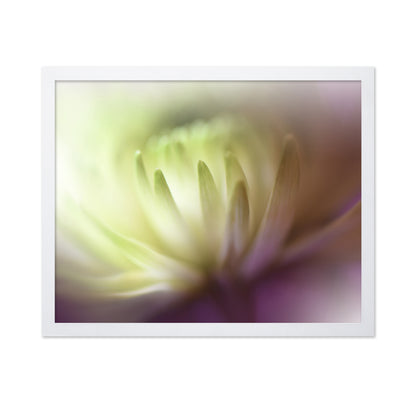Chrysanthemum Dream