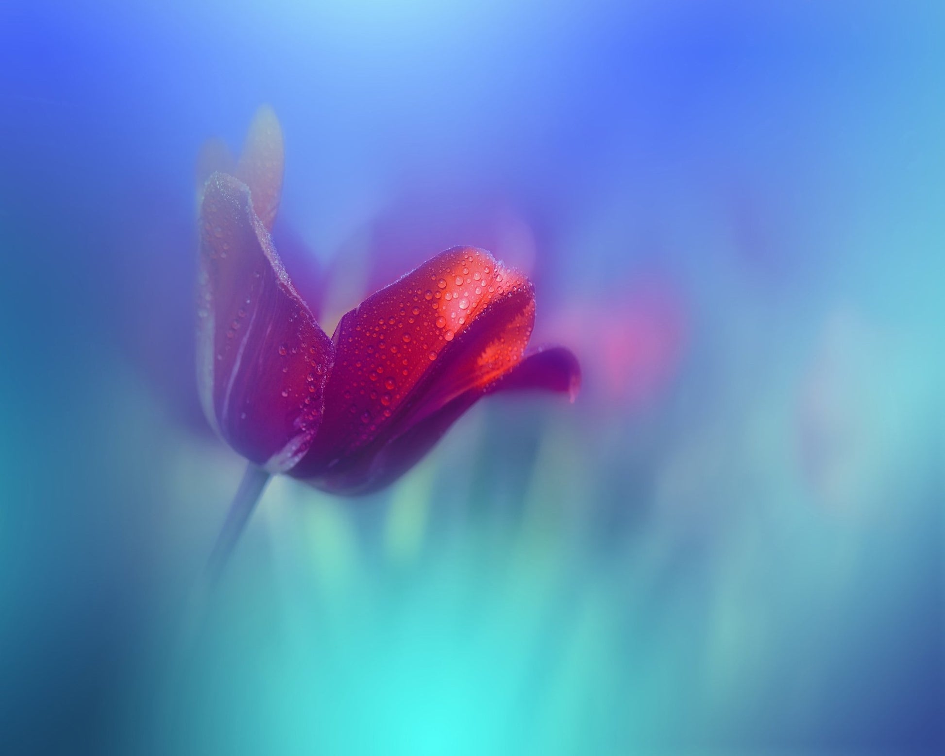 Red Tulip