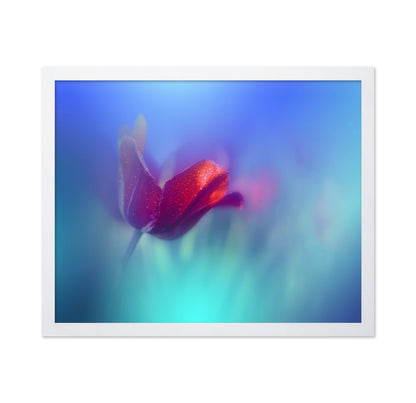 Red Tulip