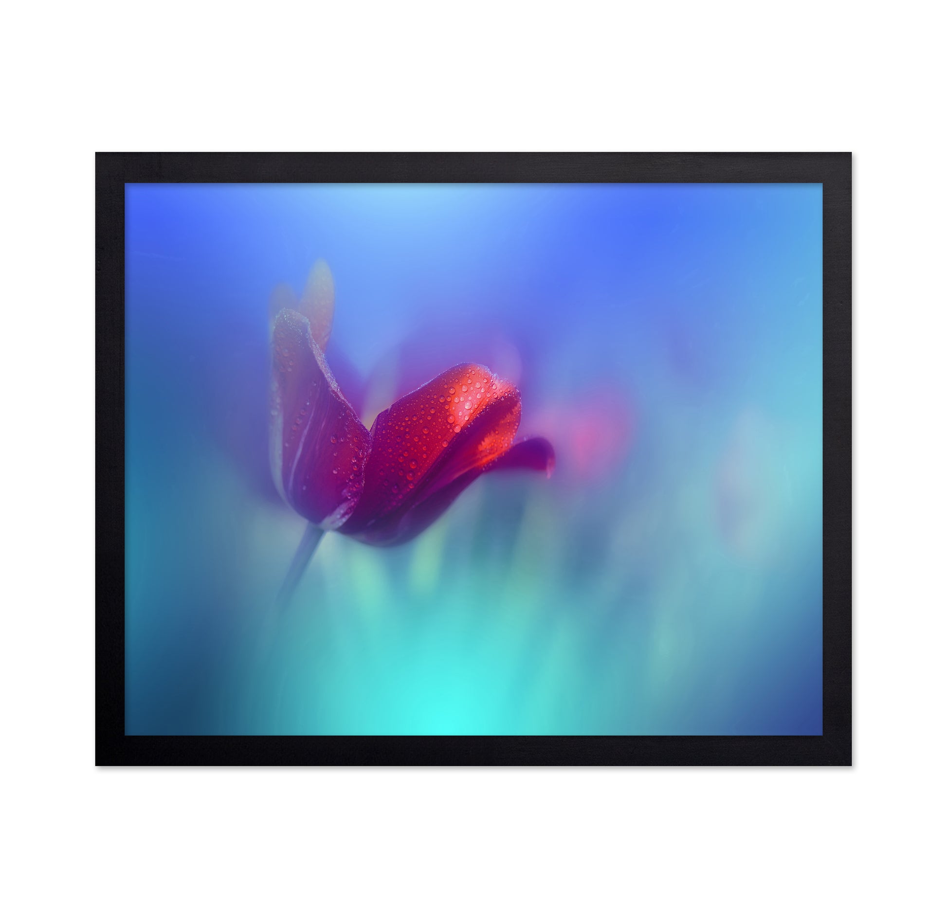 Red Tulip
