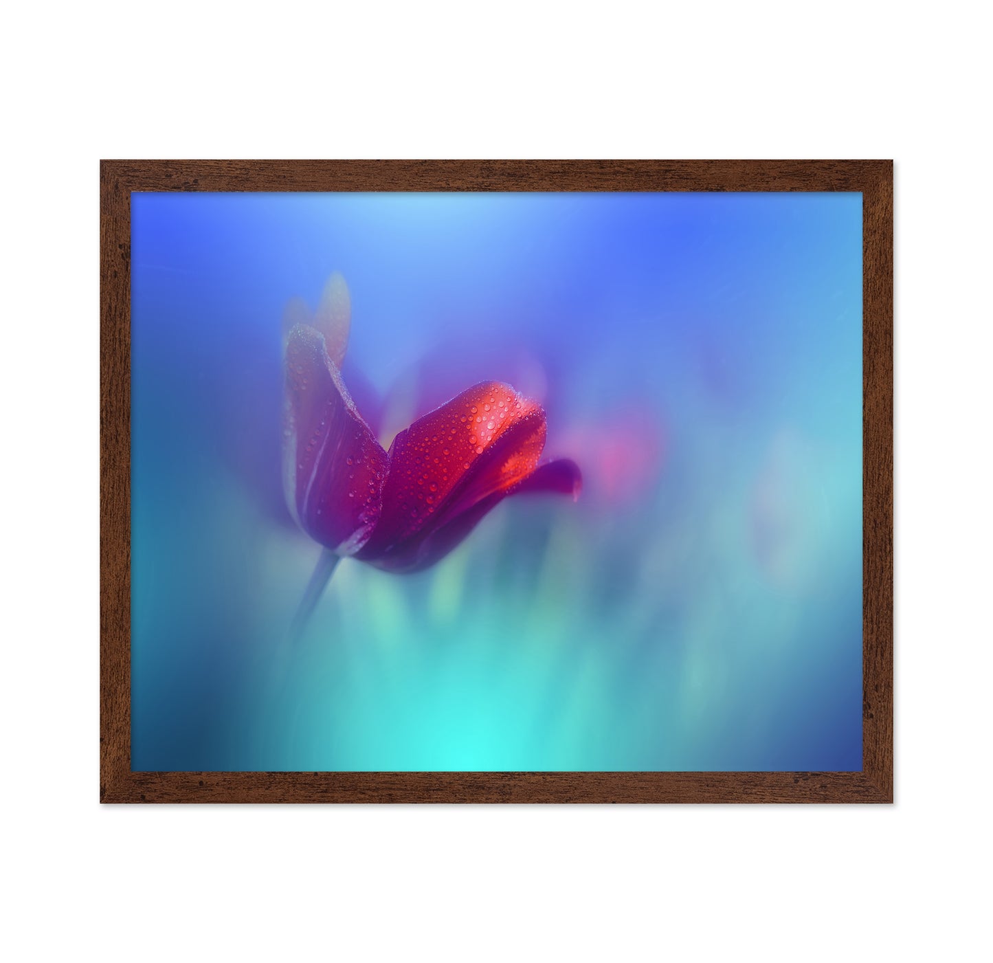 Red Tulip