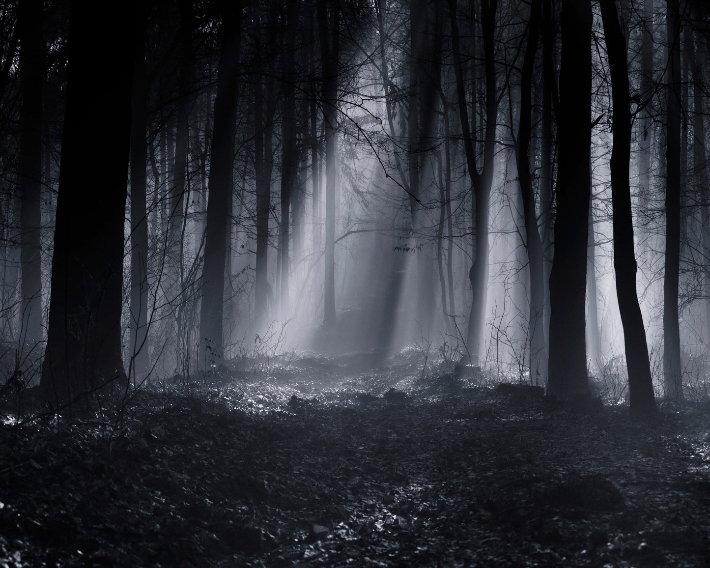 Capela Forest