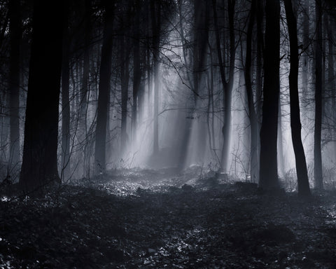 Capela Forest
