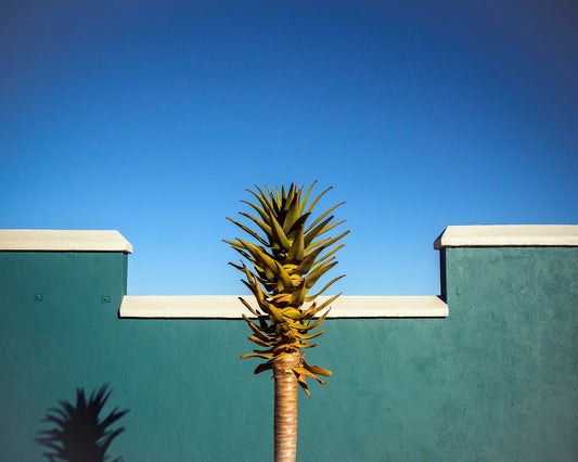 Tropical Palm Wall