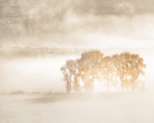 Sunlight in the Mist