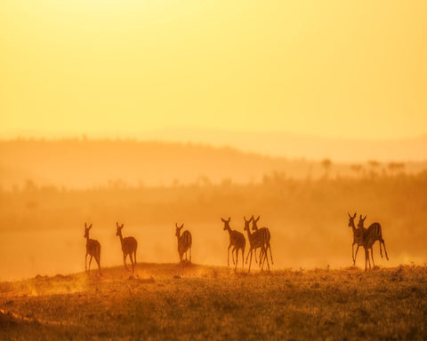 Golden Kangaroo Sunrise