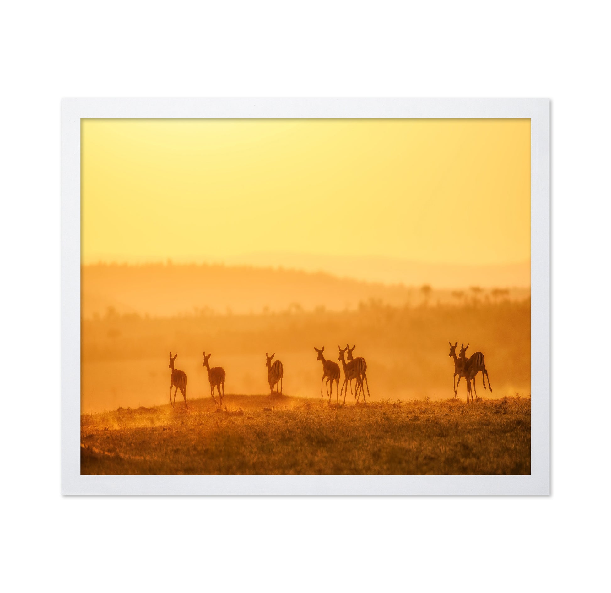 Golden Kangaroo Sunrise