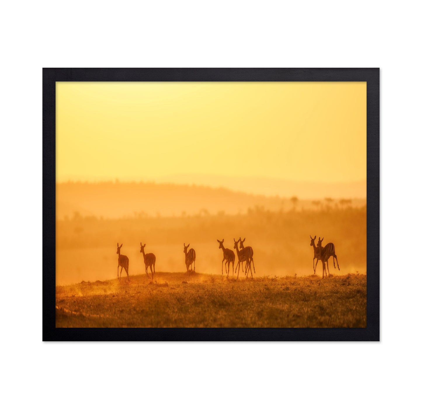 Golden Kangaroo Sunrise