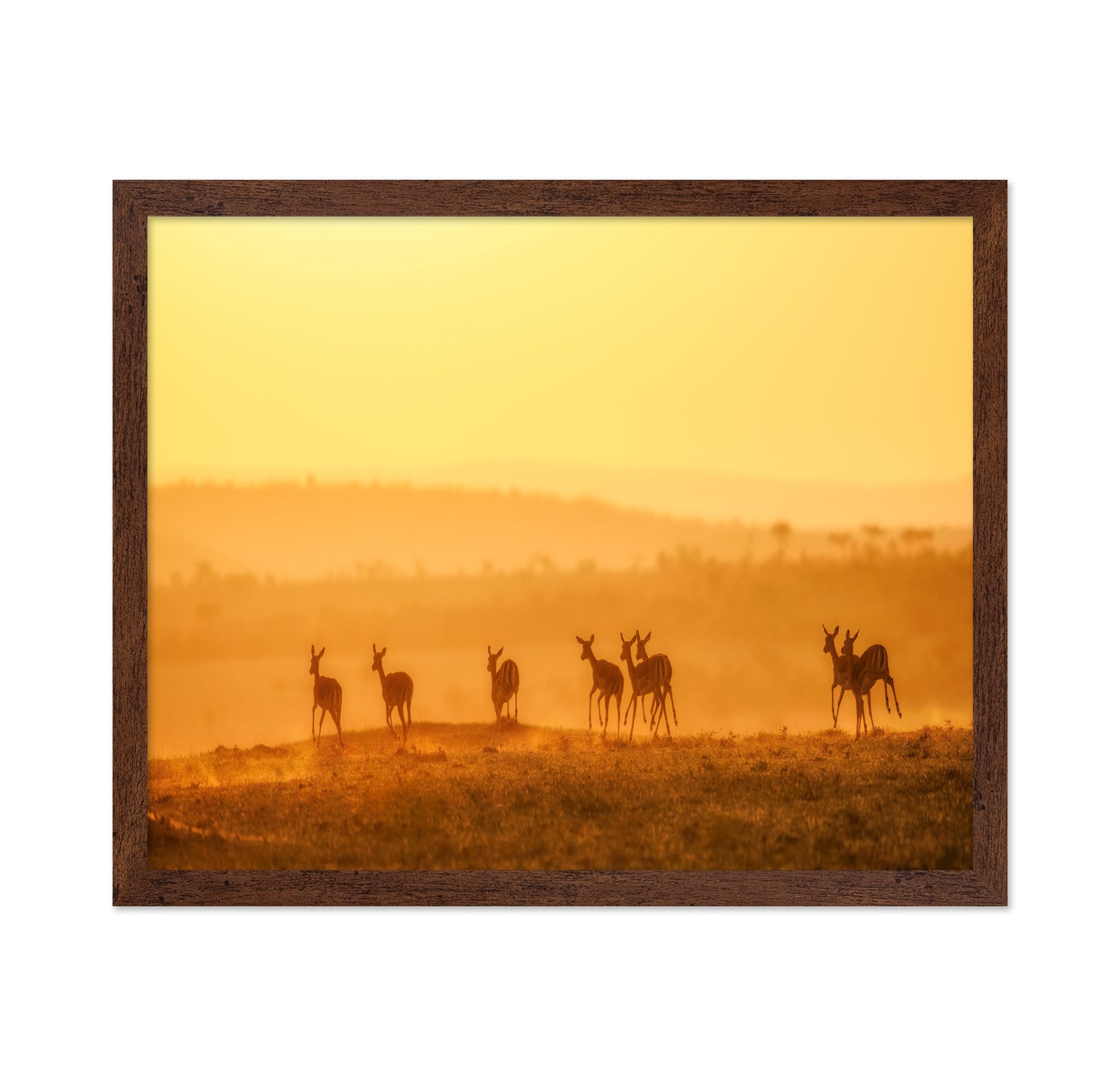 Golden Kangaroo Sunrise