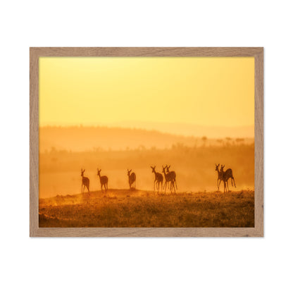 Golden Kangaroo Sunrise