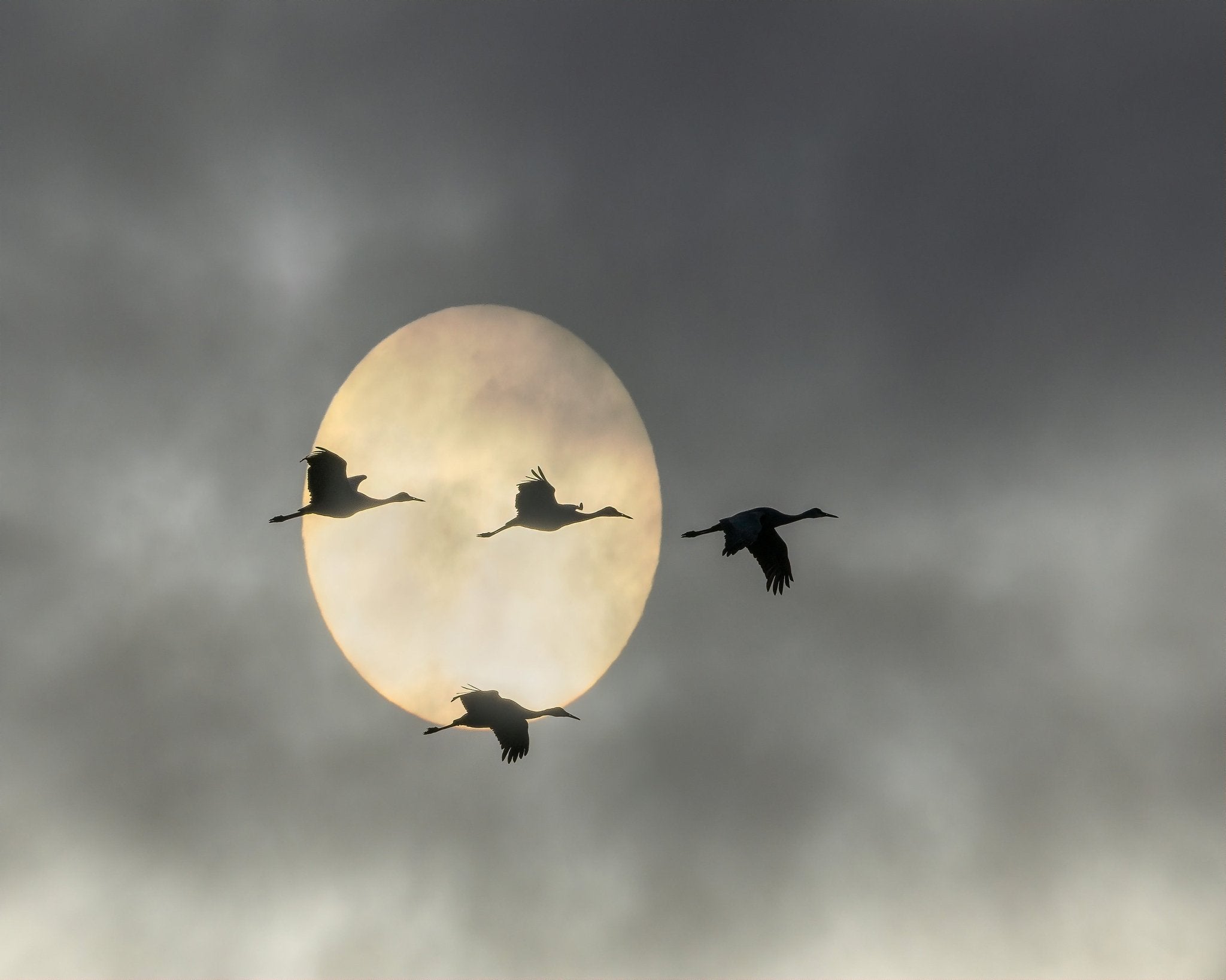 Flying High – Poster Master