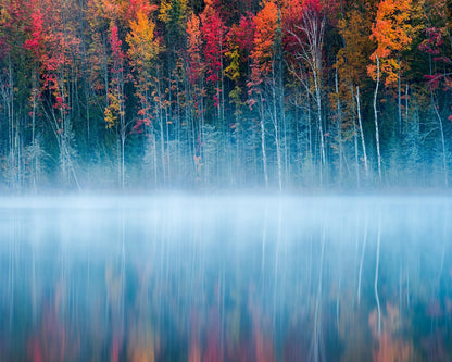 The Mirrored Forest