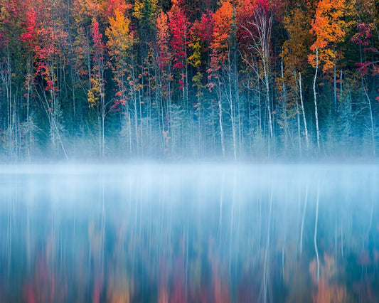 The Mirrored Forest