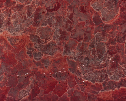 Africa Pallete