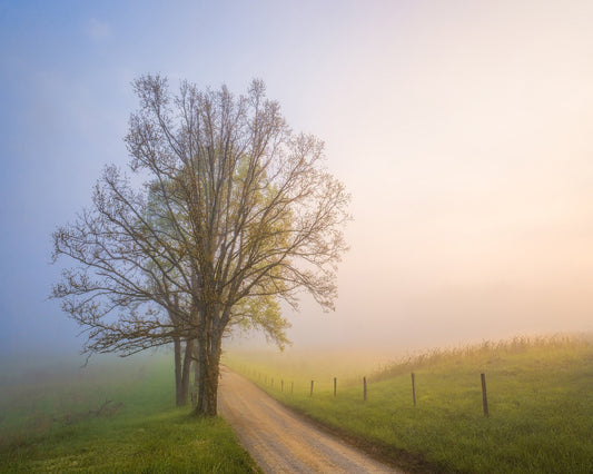 Silence of Days