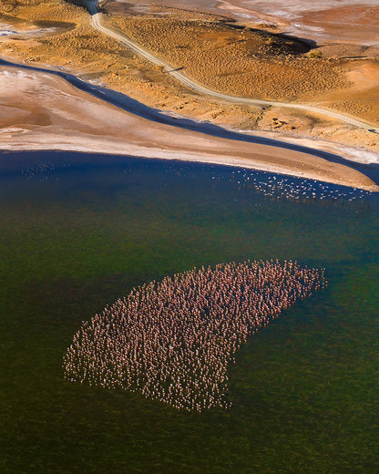 Flamingos on the Lake