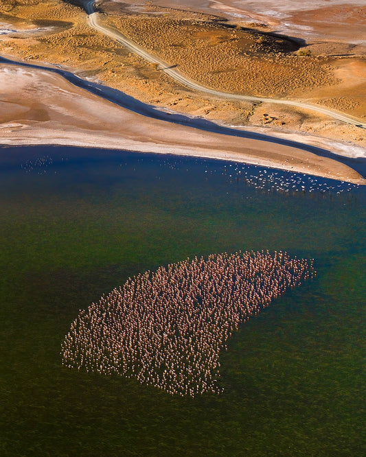 Flamingos on the Lake