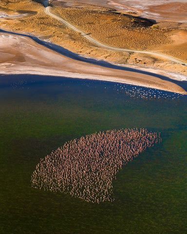 Flamingos on the Lake