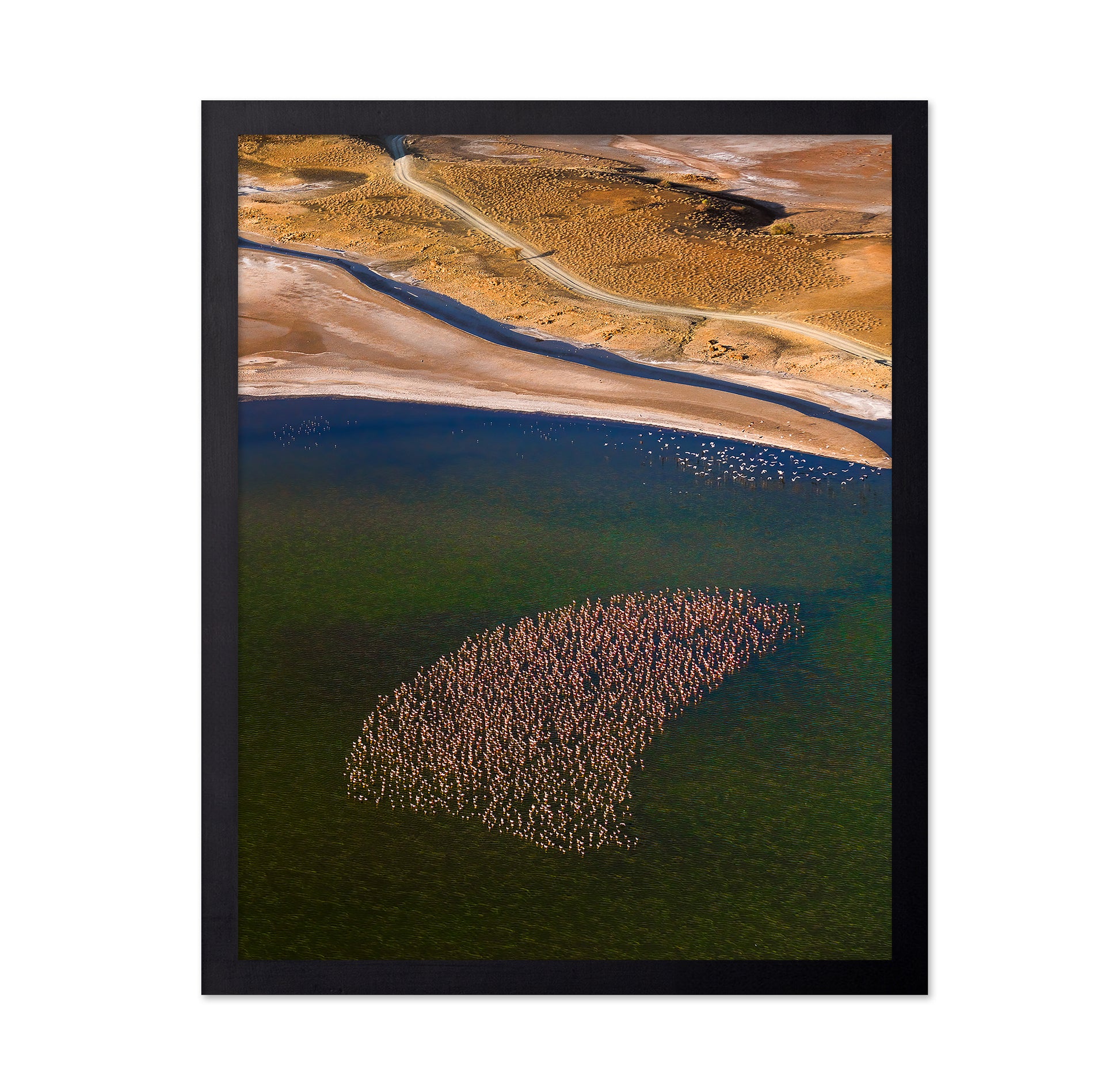 Flamingos on the Lake