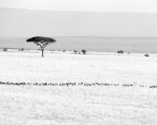 Wildebeest Migration