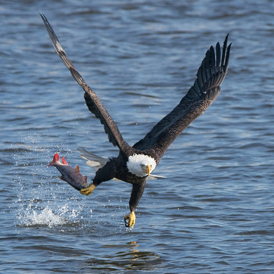 Lunch Over Mississippi