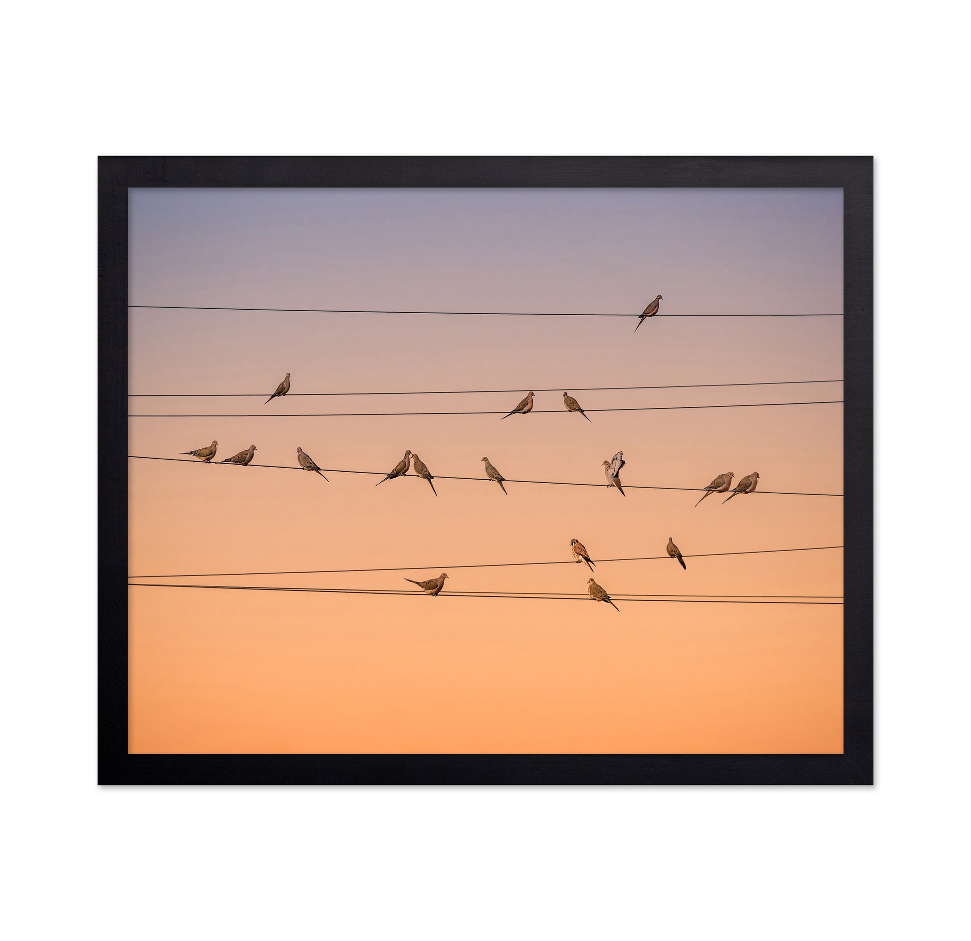 Music of Light