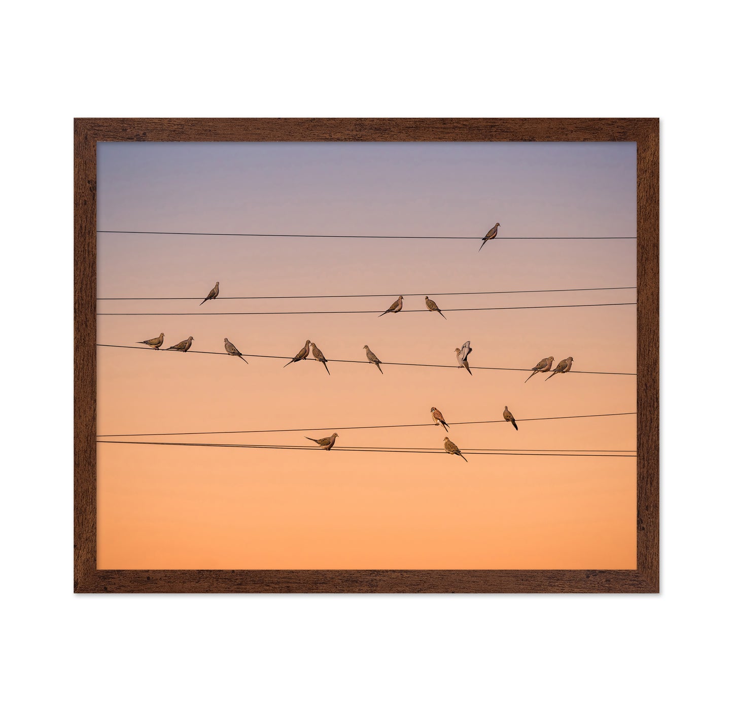 Music of Light