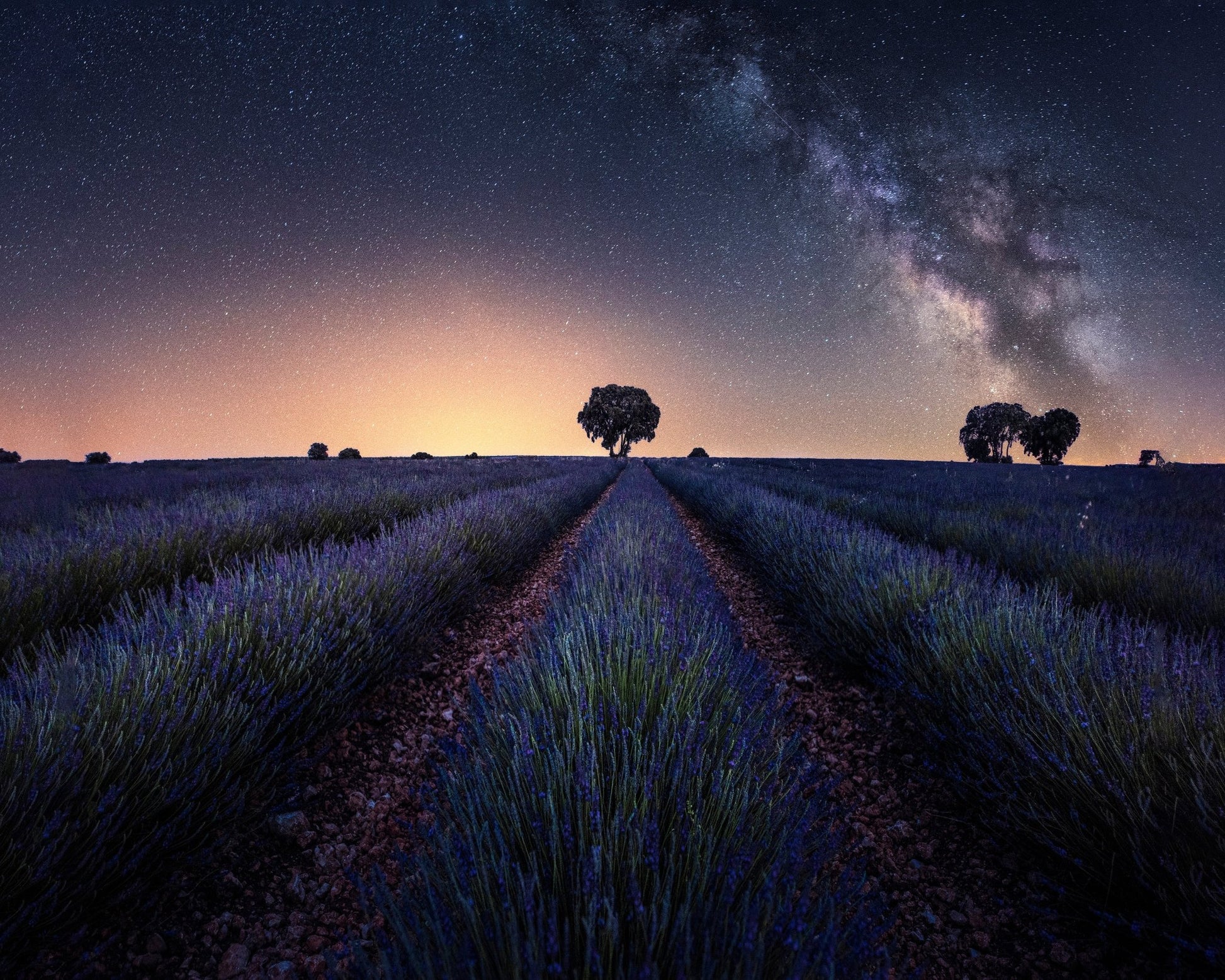 Lavender Fields