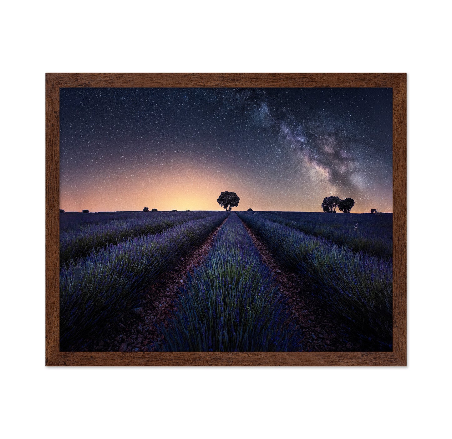 Lavender Fields