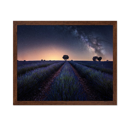 Lavender Fields