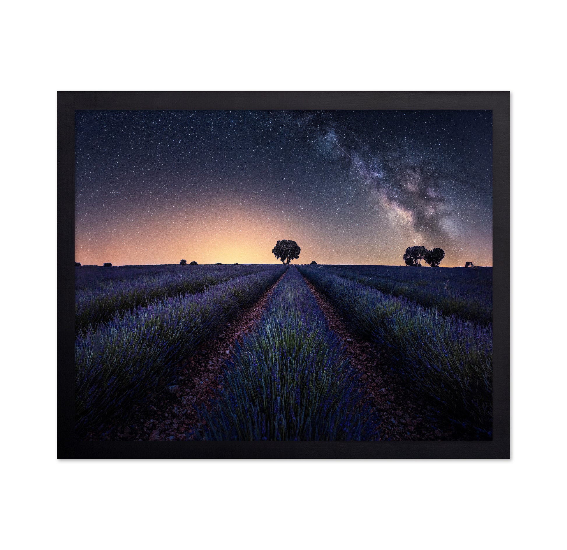 Lavender Fields