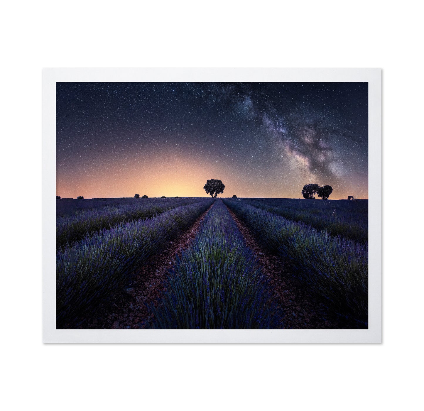 Lavender Fields