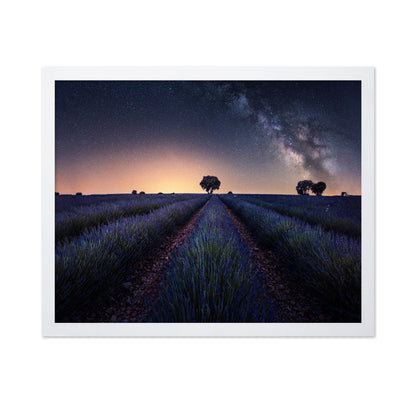 Lavender Fields