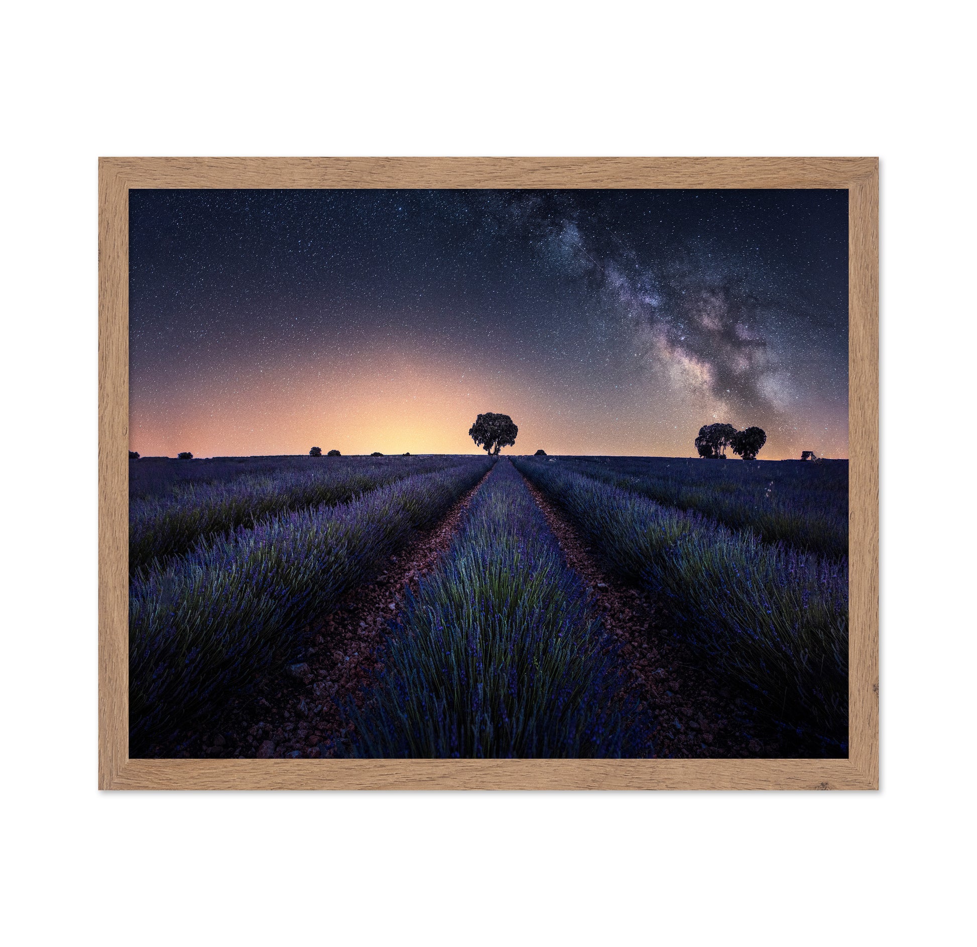 Lavender Fields
