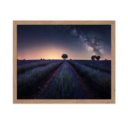 Lavender Fields