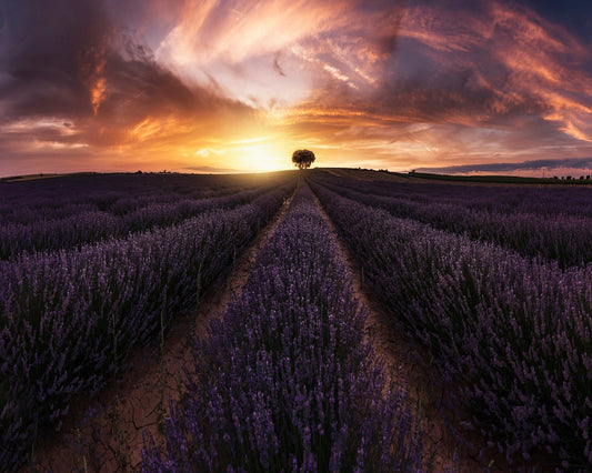 Lavender Sunset