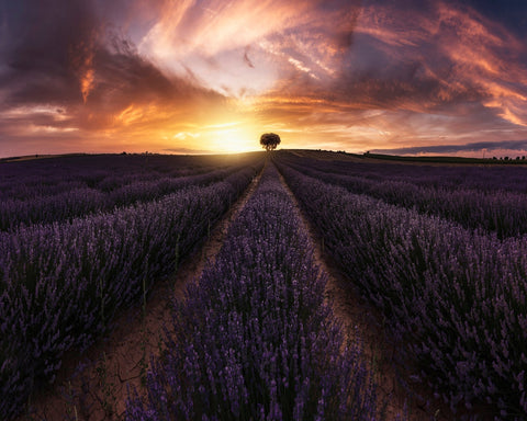 Lavender Sunset