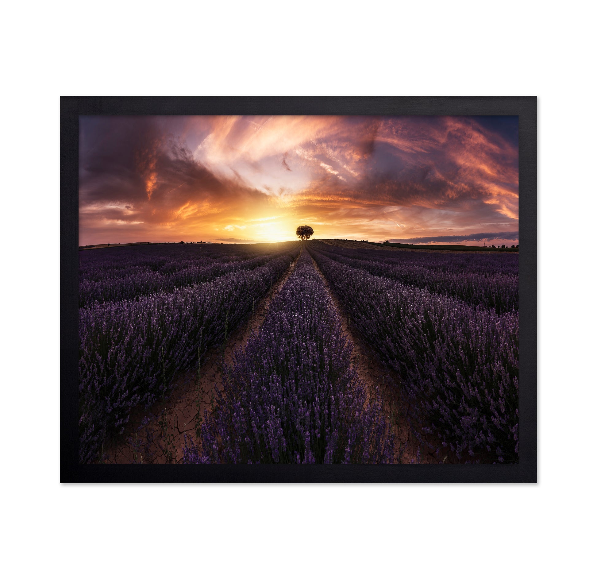 Lavender Sunset