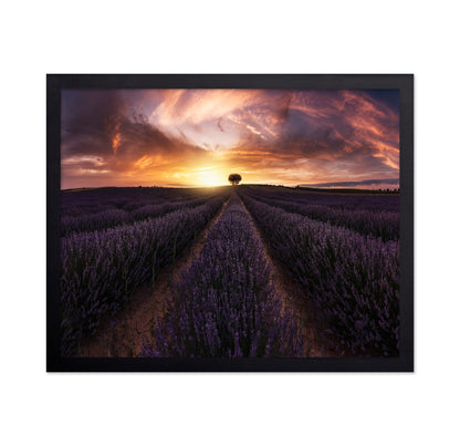 Lavender Sunset