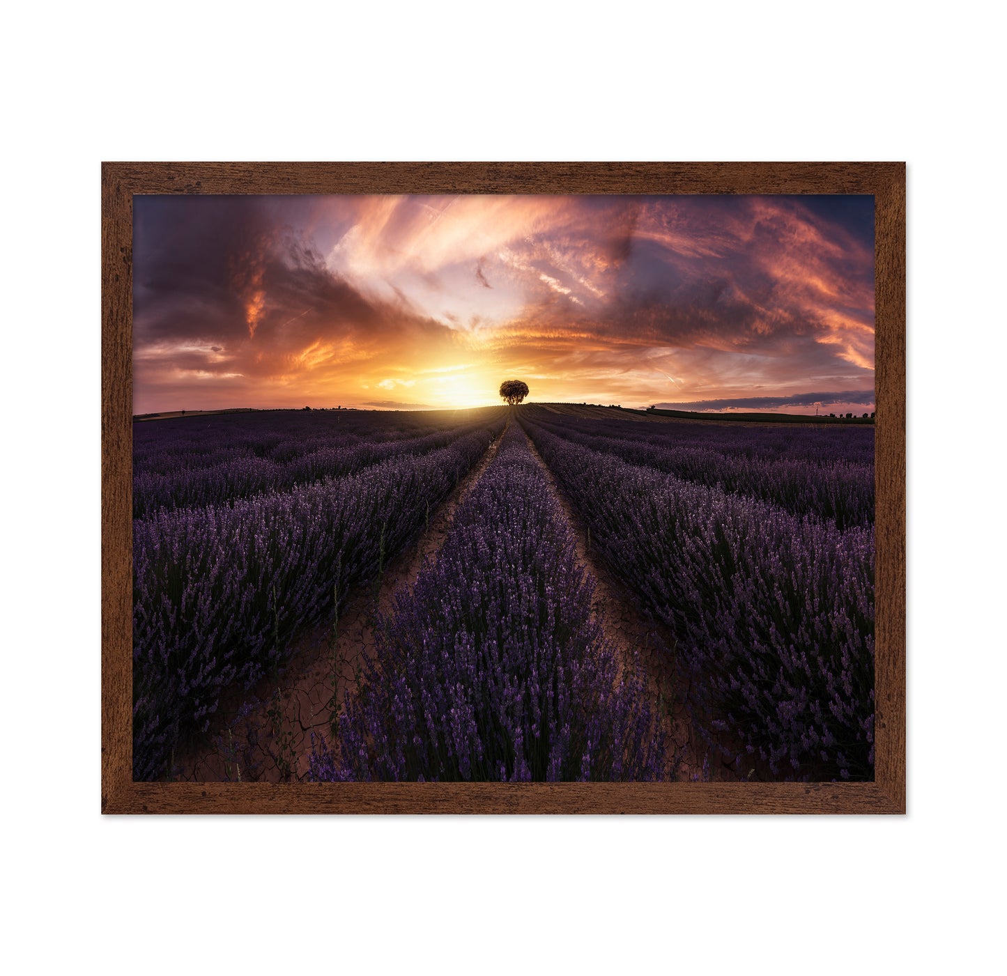 Lavender Sunset
