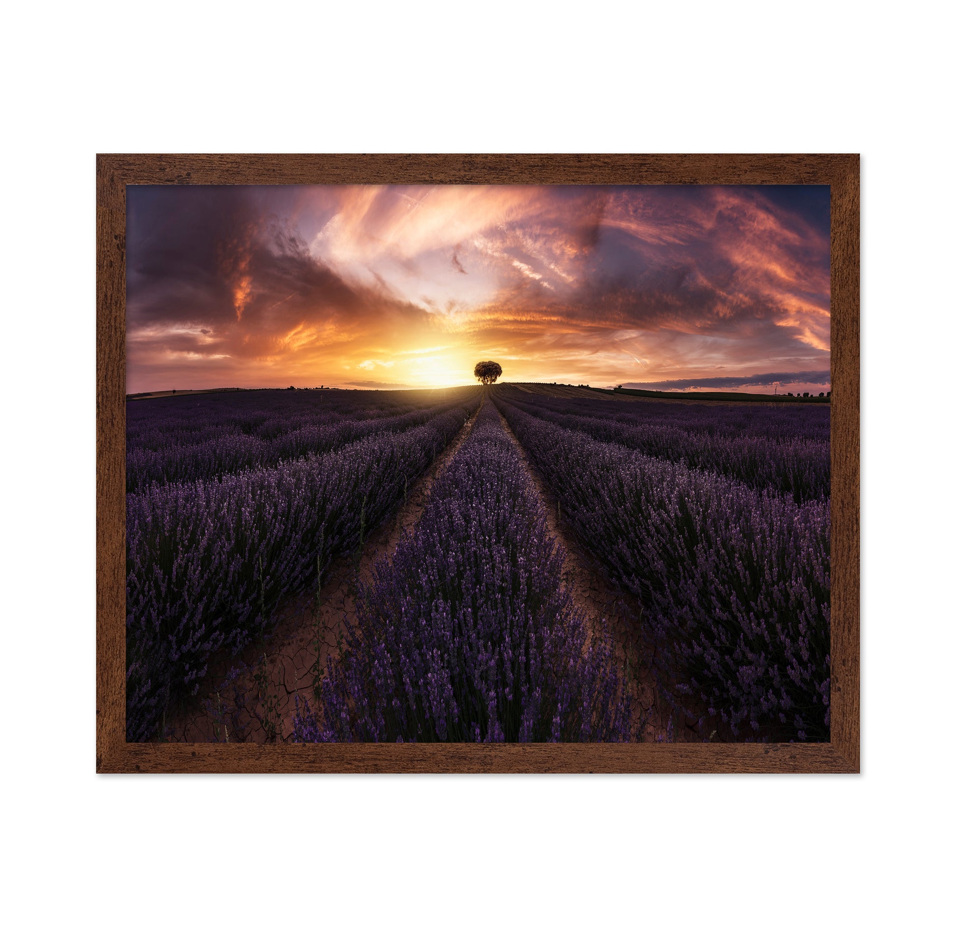 Lavender Sunset