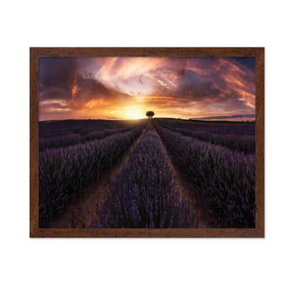 Lavender Sunset